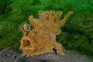 Hispid frogfish / Shaggy frogfish (Antennarius hispidus) portrait, Bali, Pacific Ocean