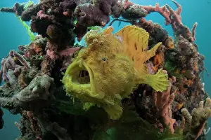Hispid frogfish / Shaggy frogfish (Antennarius hispidus) resting among sponges on an artificial reef structure, Bali, Pacific Ocean