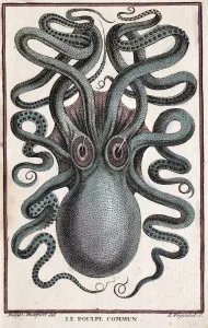 Octopus Heteropus Prints: Historical illustration of Common octopus (Octopus vulgaris) Pierre Denys de Montfort