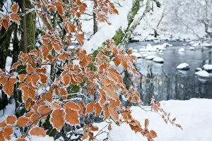 Bad Weather Gallery: Hoar frost on Beech leaves (Fagus sylvatica) Rydal, Lake District, England, UK