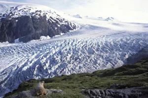 Hoary marmot (Marmota caligata) adult overlooking Exit Glacier in Kenai Fjords National Park