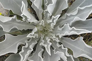 Macedonia Prints: Hoary mullein (Verbascum pulverulentum) leaf whorl, Stenje region, Lake Macro Prespa