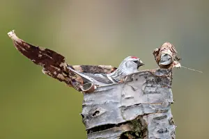 Varanger Peninsula Prints: Hoary redpoll (Acanthis hornemanni) perched on dead tree trunk