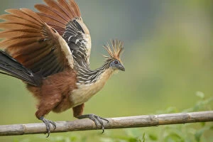 Hoatzin (Ophisthocomus hoazin) perched on wooden bar overlooking oxbow lake. Manu National Park