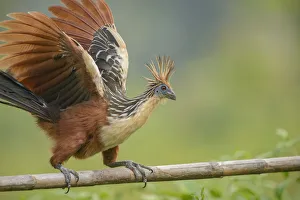 Peru Prints: Hoatzin (Ophisthocomus hoazin) perched on wooden bar overlooking oxbow lake
