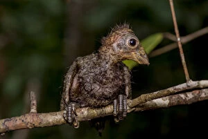 Hoatzin (Opisthocomus hoazin) chick perched on branch showing claws on wings