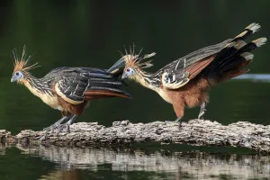 Hairstyle Prints: Hoatzin (Opisthocomus hoazin), pair on floating log in Cocha Salvador ox-bow lake