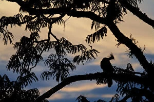 Rainforest Gallery: Hoatzin (Opisthocomus hoazin) perched in tree, silhouetted at dusk, Cuyabeno, Sucumbios