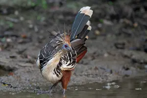 Wetland Prints: Hoatzin (Opisthocomus hoazin) portrait, Pampas del Yacuma, El Beni, Bolivia