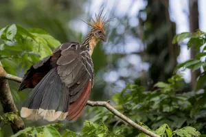 Hoatzin (Opisthocomus hoazin) Yasuni National Park, Orellana, Ecuador