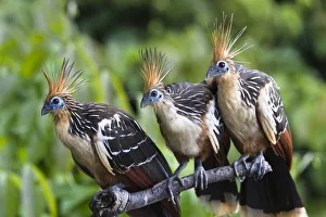 Hairstyle Prints: Hoatzins (Opisthocomus hoazin) perched in tropical rainforest, Tambopata Reserve