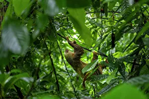 Agile Prints: Hoffmann's two-toed sloth (Choloepus hoffmanni) hanging on electrical wires