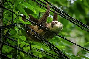 Agile Prints: Hoffmann's two-toed sloth (Choloepus hoffmanni) hanging on electrical wires