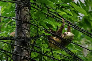 Agile Prints: Hoffmann's two-toed sloth (Choloepus hoffmanni) hanging on electrical wires