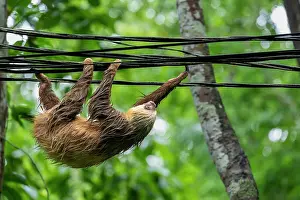 Agile Prints: Hoffmann's two-toed sloth (Choloepus hoffmanni) hanging on electrical wires