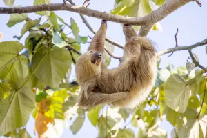 Hairy Prints: Hoffmanns two-toed sloth (Choloepus hoffmanni) hanging from tree branch, Panama