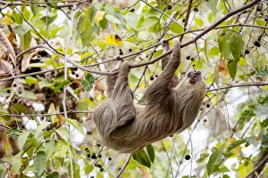 Hoffmanns two-toed sloth (Choloepus hoffmanni) hanging from tree branch, Panama