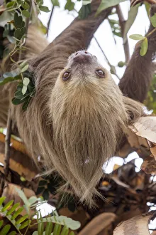Hoffmanns two-toed sloth (Choloepus hoffmanni) hanging from tree branch, Panama