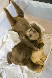 Hoffmanns Two-toed sloths (Choloepus hoffmanni) two orphan babies in Aviarios Sloth Sanctuary