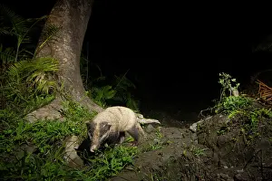Assam Prints: Hog badger (Arctonyx collaris) walking in cane forest at night