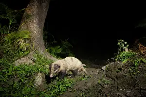 Assam Prints: Hog badger (Arctonyx collaris) walking in cane forest at night
