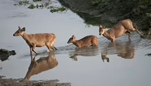 Hog Deer (Cervus / Axis / Hyelaphus porcinus) crossing a stream. Kaziranga National Park