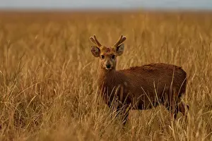 True Deer Prints: Hog deer (Hyelaphus porcinus) standing in long grass