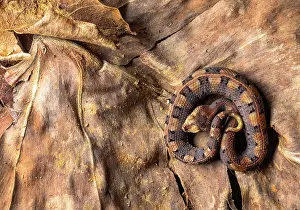 Animal Markings Prints: Hognose viper (Porthidium nasutum) juvenile