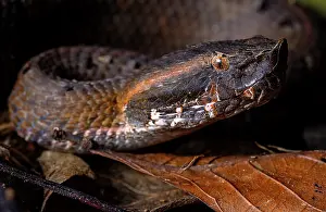 Guatemala Prints: Hognose viper (Porthidium nasutum) portrait, Sierra Caral, Izabal, Guatemala