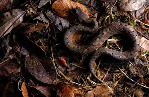 Forest Floor Prints: Hognose viper (Porthidium nasutum) resting in leaf litter, Sierra Caral, Izabal, Guatemala