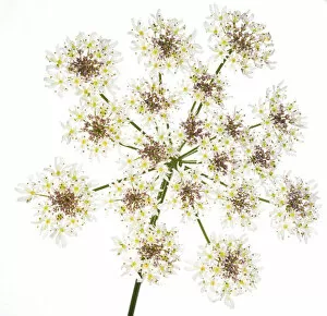 Apiales Gallery: Hogweed (Heracleum sphondylium) flower head against white background. Scotland, UK