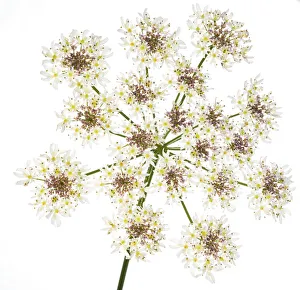 Umbelliferae Prints: Hogweed (Heracleum sphondylium) flower head against white background. Scotland, UK