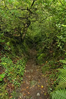 Path Prints: Holloway surrounded by temperate rainforest