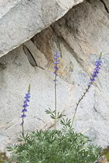 2021 January Highlights Collection: Hollowleaf annual lupine (Lupinus succulentus) flowering in front of rock