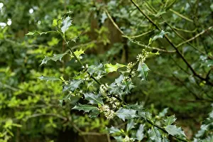 Male Prints: Holly (Ilex aquifolium) male flowers, Delamere Forest, Cheshire, England, UK. May