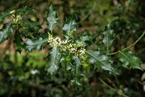 Male Prints: Holly (Ilex aquifolium) male flowers, Delamere Forest, Cheshire, England, UK. May