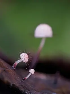 Holly Tree Prints: Holly parachute fungi (Marasmius hudsonii) young fruiting bodies on rotting Holly (Ilex aquifolium) leaf