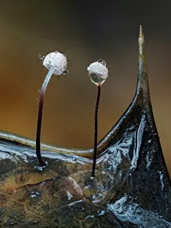 Foliage Prints: Holly parachute (Marasmius hudsonii) fungi growing on decaying Holly leaf after rain