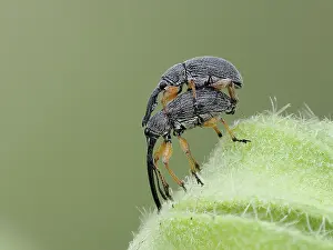 Weevil Prints: Hollyhock weevils (Rhopalapion longirostre) pair mating