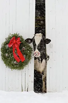 Christmas Prints: Holstein cow looking out from barn door in snowstorm