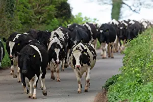Devon Prints: Holstein Friesian cow herd walking down road during droving, Devon, UK. April