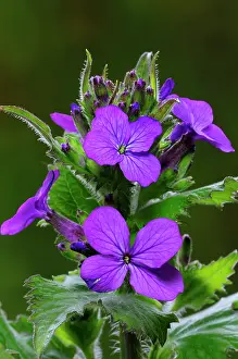 Indoors Prints: Honesty (Lunaria annua) in flower, Dorset, England, UK. April. Studio shot