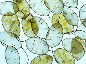 Honesty (Lunaria annua) seed pods