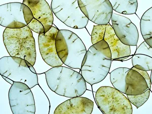 2019 March Highlights Collection: Honesty (Lunaria annua) seed pods