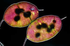Rosanae Prints: Honesty (Lunaria annua) seed pods back lit on black background