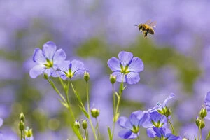 2018 June Highlights Gallery: Honey bee (Apis melifera) flying to Flax (Linum usitatissimum) flowers, Monmouthshire