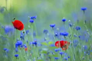 Honey bee (Apis mellifera) approaching a red poppy (Papaver rhoeas) in a small meadow