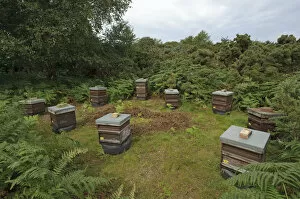Honey bee (Apis mellifera) beehives sited on edge of heathland for premium heather honey production