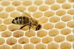 Apis Mellifera Collection: Honey bee (Apis mellifera) on comb with honey, Kiel, Germany, June