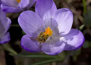 Apis Mellifica Prints: Honey bee (Apis mellifera) covered in pollen emerging from nectaring in Crocus (Crocus sp)